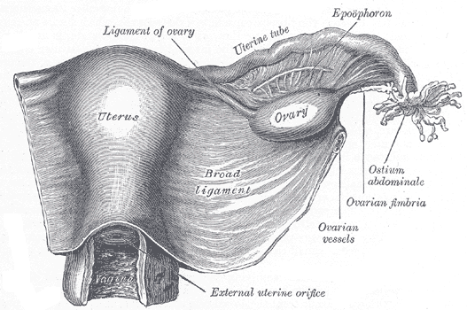 Attachments of the uterus